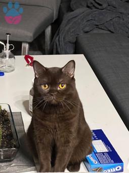 British Shorthair Chocolate Oğlumuza Dişi Arıyoruz