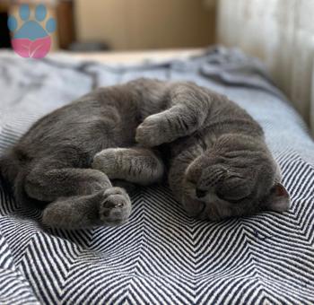 British Shorthair Erkek Kedime Eş Arıyorum