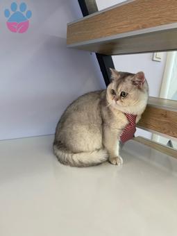 British Shorthair 1 Yaşında Oğluma Eş Arıyorum