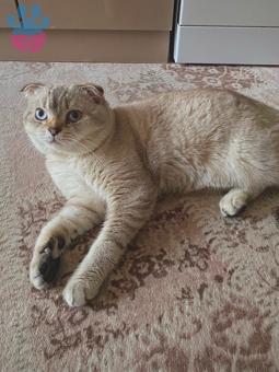 Scottish Fold Yakışıklıma Eş Arıyoruz