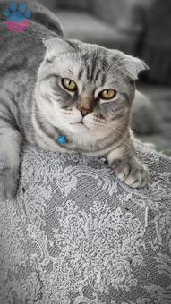 Scottish Fold 10 Aylık Kedime Eş Arıyorum