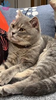 British Shorthair Oğlum Uzay’ a Prenses Arıyorum