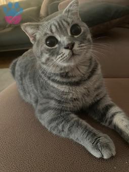 Scottish Fold Dobby’e Eş Arıyoruz