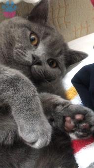 British Shorthair Mışıl Oğlumuza Eş Arıyoruz