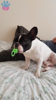 French Bulldog Oğluşuma Gelin Arıyoruz