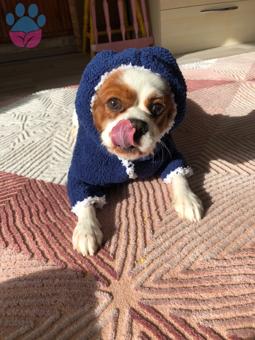 Cavalier King Charles Oğlumuza Sakin Bir Kız Arıyoruz