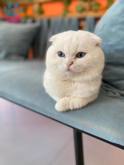 Scottish Fold 2 Yaşında Kedime Eş Arıyorum