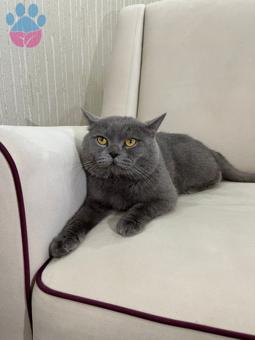 British Shorthair 3 Yaşındaki Oğluma Eş Arıyorum