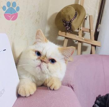 İzmir Çevresi Exotic Shorthair Oğlumuza Eş Arıyoruz