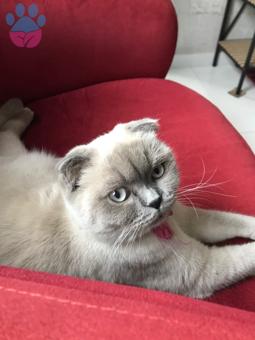 Scottish Fold Balım’a Eş Arıyoruz 11 Aylık