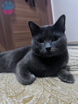 British Shorthair Oğluma Eş Arıyoruz