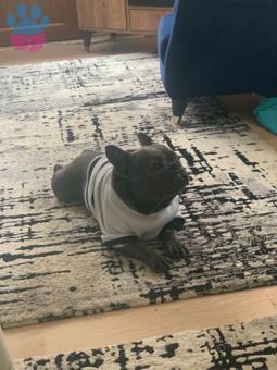 French Bulldog Blue Gri Kedime Eş Arıyorum