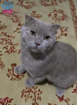 Scottish Fold 8 Aylık Loki Oğluma Eş Arıyoruz