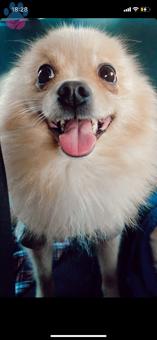Pomeranian Boo 6 Yaşında Köpeğime Eş Arıyorum