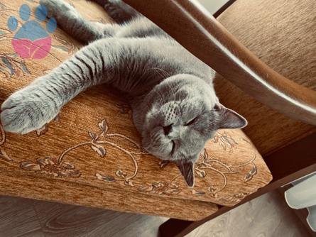 1 Yaşında British Shorthair Oğlumuza Uygun Eş Arıyoruz