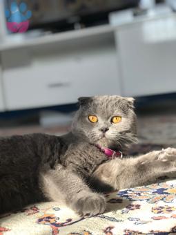 Scottish Fold Kızıma Eş Arıyoruz