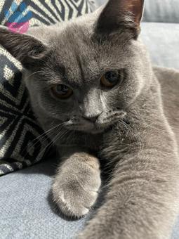 British Shorthair Oğlumuza Eş Arıyoruz