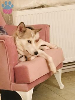 Husky Kızımıza Eş Arıyoruz 1 Yaşında