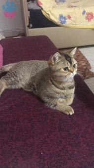 British Shorthair Erkek Kedime Eş Arıyorum