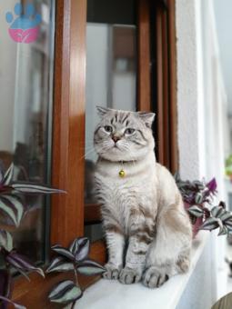 British Shorthair Cinsi Oğlumuza Eş Arıyorum