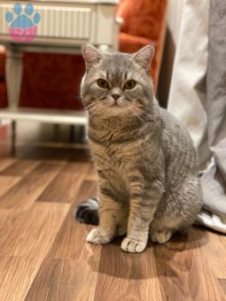 1 Yaşında Scottish Straight Oğluma Eş Arıyorum