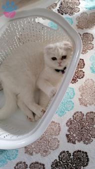 Scottish Fold 8 Aylık Oğluşuma Eş Arıyoruz