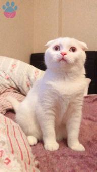 Scottish Fold Dişi Prensesime Eş Arıyorum