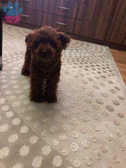 Toy Poodle 15 Aylık Oğluşumuza Eş Arıyoruz