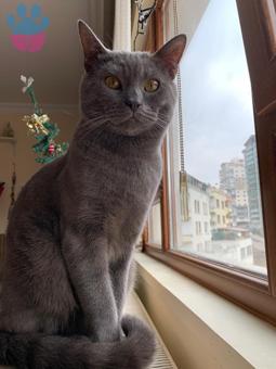 Russian Blue Erkek Kedimize Eş Arıyoruz