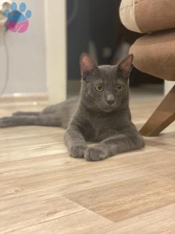 Russian Blue Kedime Eş Arıyorum