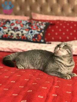 Scottish Fold Tabby 9 Aylık Kedime Eş Arıyorum