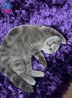 Scottish Fold Oğlumuza Eş Arıyoruz