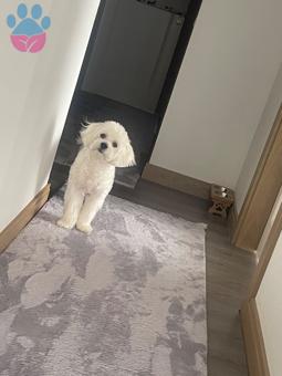 Maltese Terrier Oğluma Gelin Arıyoruz