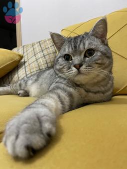 British Shorthair Kedime Eş Arıyorum