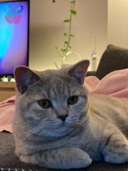 British Shorthair 8 Aylık Oğluma Eş Arıyorum