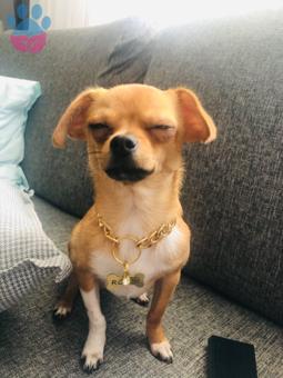 Chihuahua Oğlumuz Roodi’ye Eş Arıyoruz:)