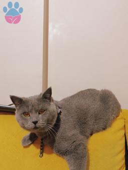 British Shorthair Oğluma Eş Arıyorum