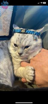 British Shorthair 2 Yaşında Erkek Kedime Eş Arıyorum