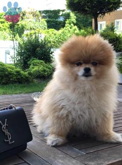 Pomeranian Boo 3 Yaşında Oğlumuza Eş Arıyoruz