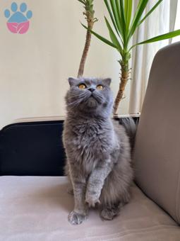 Scottish Fold Longhair Kedime Eş Arıyorum