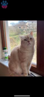 British Shorthair 3 Yaşındaki Kızıma Eş Arıyorum