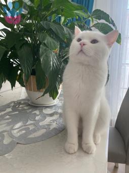 British Shorthair Beyaz Oğluma Eş Arıyorum