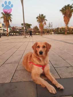 Golden Retriever 5 Yaşında Dişi Eş Arıyor