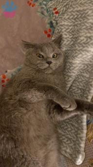 British Shorthair Tatlı Oğluma Eş Arıyorum