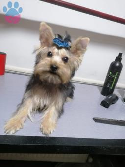 Yorkshire Terrier Kral Oğlumuza Eş Arıyoruz