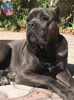 Cane Corso Çiftleştirmek İçin Dişi Aranıyor