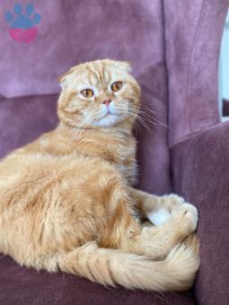 1 Yaşında Scottish Fold Oğluma Eş Arıyoruz