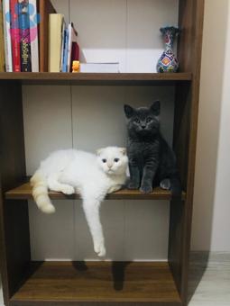 British Shorthair Red Point 2 Yaşındaki Oğlumuza Eş Arıyoruz