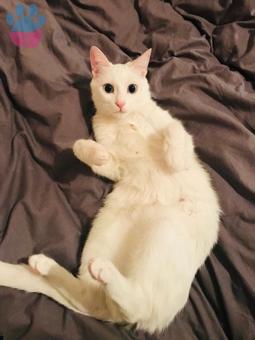 Van Kedisi Dişi Kedim 14 Aylık Kızgınlıkta
