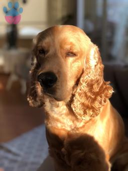 English Cocker Oğlumuza Dişi Arıyoruzzz